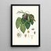 Caprifiguier - Giorgio Gallesio — framed artwork on a wall