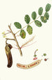 Carob Ceratonia Ceratonia siliqua Carob Saint John bread Gousse de caroube - Giorgio Gallesio — artwork view
