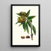 Chestnut tree in brown Castanea sativa Spanish chestnut - Giorgio Gallesio — framed artwork on a wall