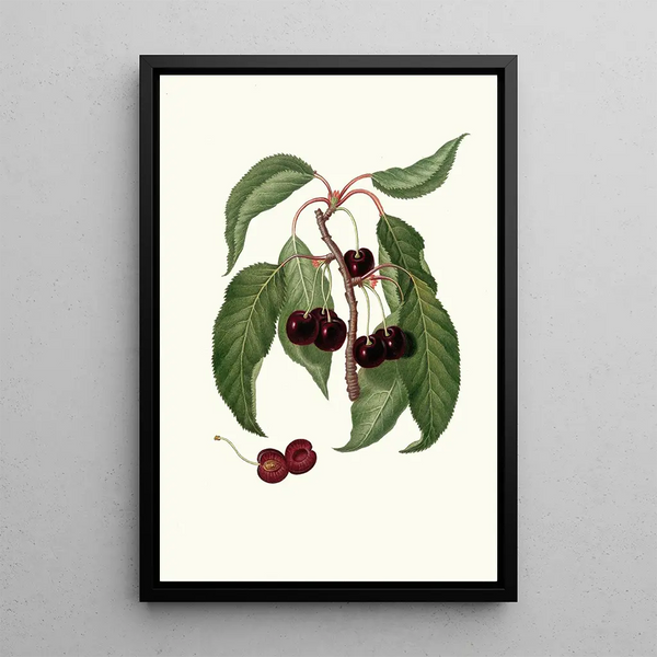 Giorgio Gallesio - Ciliega Napoletana Cerasus Duracina Hardfleshed cherry.webp