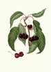 Cherry Napolitan Painting Cerasus Duracina Firm-flesh Cherry - Giorgio Gallesio — artwork view