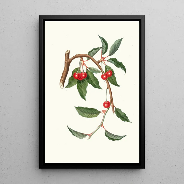 Giorgio Gallesio - Ciligia viscilina Ciliegio visciolino Cherry.webp