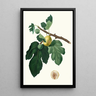 Giorgio Gallesio - Fico Albo Ficus carica Fig.webp