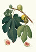 Figuier Pissaluto - Giorgio Gallesio — weergave van het kunstwerk