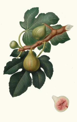 Giorgio Gallesio - Fico Regina Ficus carica sativa Fig.webp