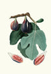 Fig Tree Painting San Piero - Giorgio Gallesio — artwork view