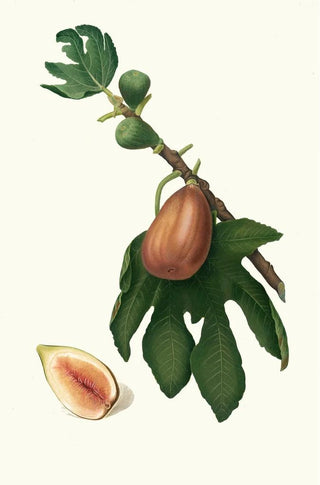 Giorgio Gallesio - Fico datto Ficus carica sativa Fig.webp
