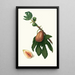 Fig Tree Painting - Giorgio Gallesio — framed artwork on a wall