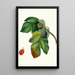 Fig tree pomegranate or Saint Germain - Giorgio Gallesio — framed artwork on a wall