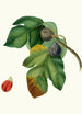 Fig tree pomegranate or Saint Germain - Giorgio Gallesio — artwork view