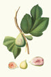 Fig Tree Paradiseo - Giorgio Gallesio — artwork view