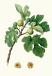 Fig Tree Painting - Giorgio Gallesio — artwork view