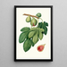 Fig Tree Painting in Verdone - Giorgio Gallesio — framed artwork on a wall