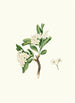 Flower of the loquat - Giorgio Gallesio — artwork view