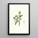 Flower of the loquat - Giorgio Gallesio — framed artwork on a wall