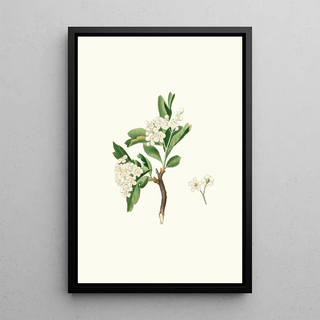 Giorgio Gallesio - Fiore di Lazzerolo Hawthorn flower.webp