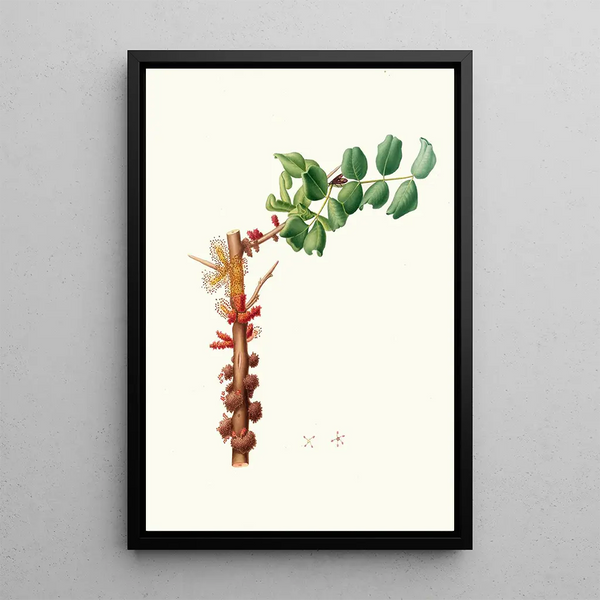 Giorgio Gallesio - Fiore maschio di Carobbo Carob flower.webp