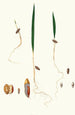 Germination of the date palm - Giorgio Gallesio — artwork view