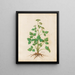 Plants various Pl13 - Giovanna Garzoni — framed artwork on a wall