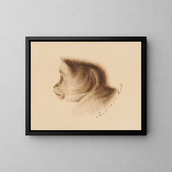 Monkey - Gottfried Mind — framed artwork on a wall