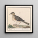 Groot Merel Turdus viscivorus - Anselmus Botius de Boodt — ingelijst kunstwerk aan de muur