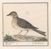 Groot Merel Turdus viscivorus - Anselmus Botius de Boodt — weergave van het kunstwerk