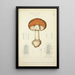 Natural History of Mushrooms Pl02 - Guillaume Sicard — framed artwork on a wall