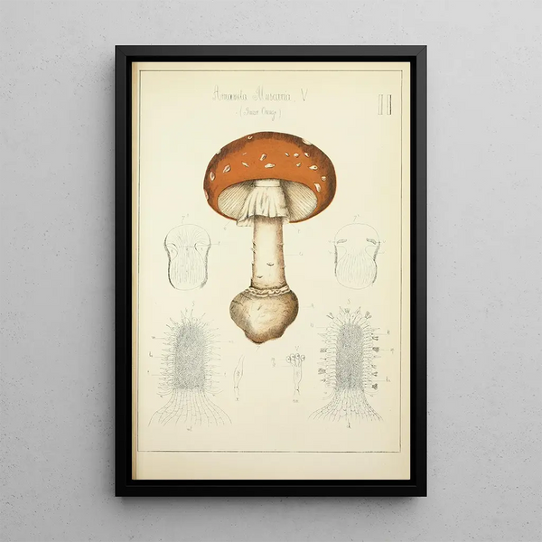 Natural History of Mushrooms Pl02 - Guillaume Sicard — framed artwork on a wall