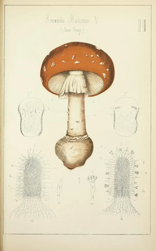 Guillaume Sicard - Histoire naturelle des champignons Pl02.webp