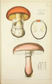 Natural History of Mushrooms Pl03 - Guillaume Sicard — artwork view