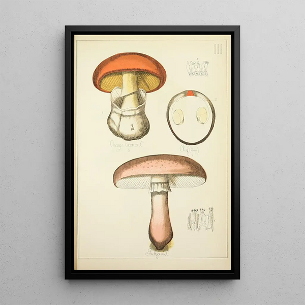 Natural History of Mushrooms Pl03 - Guillaume Sicard — framed artwork on a wall