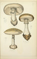Natural history of mushrooms Pl04 - Guillaume Sicard — artwork view
