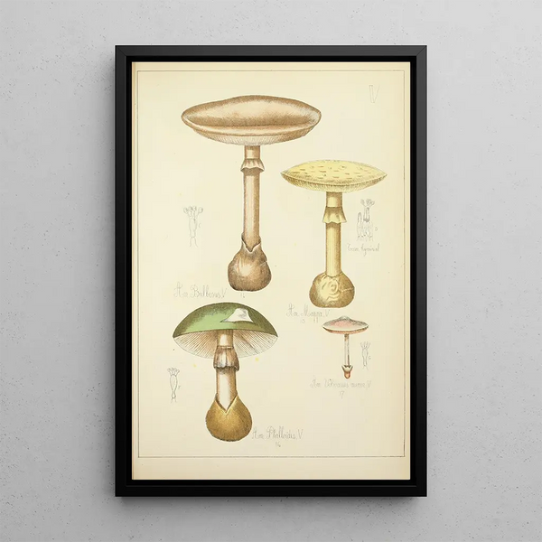 Natural History of Mushrooms Pl05 - Guillaume Sicard — framed artwork on a wall