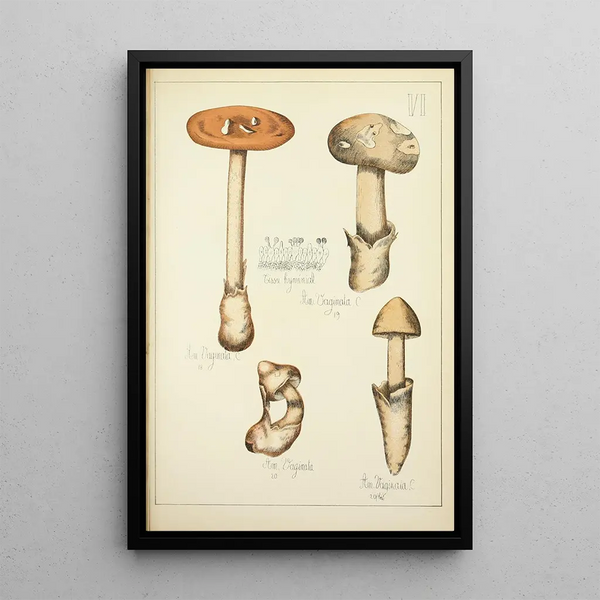 Natural History of Mushrooms Pl06 - Guillaume Sicard — framed artwork on a wall