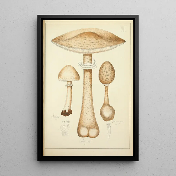 Natural History of Mushrooms Pl07 - Guillaume Sicard — framed artwork on a wall