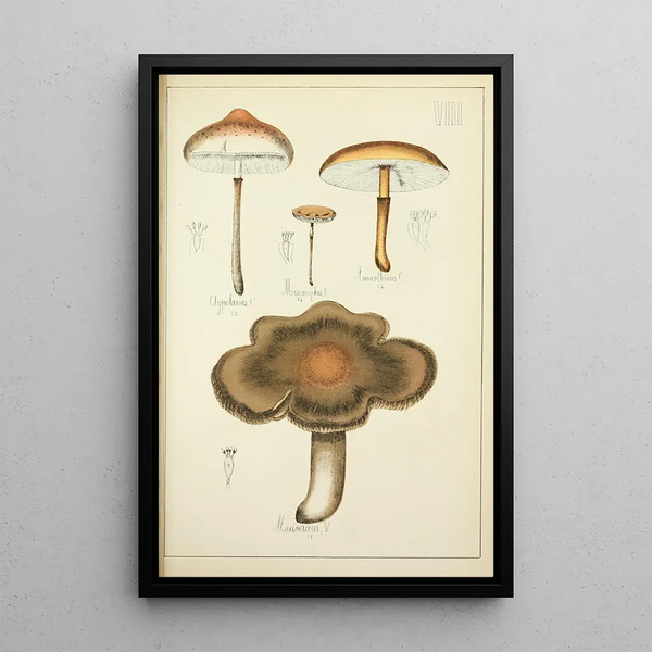 Natural History of Mushrooms Pl08 - Guillaume Sicard — framed artwork on a wall