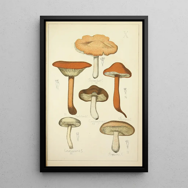 Histoire naturelle des champignons Pl10 - Guillaume Sicard — framed artwork on a wall