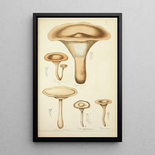 Guillaume Sicard - Histoire naturelle des champignons Pl11.webp