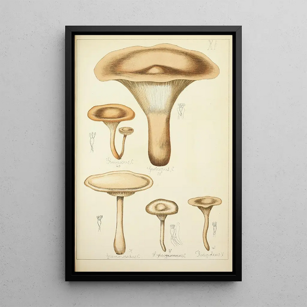 Natural History of Mushrooms Pl11 - Guillaume Sicard — framed artwork on a wall