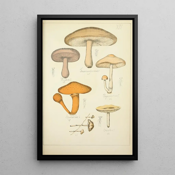 Histoire naturelle des champignons Pl12 - Guillaume Sicard — framed artwork on a wall