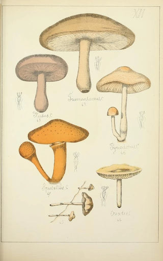Guillaume Sicard - Histoire naturelle des champignons Pl12.webp