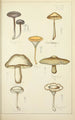 Natural history of mushrooms Pl13 - Guillaume Sicard — artwork view