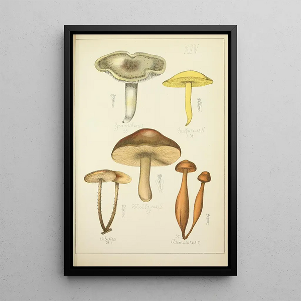 Natural History of Mushrooms Pl14 - Guillaume Sicard — framed artwork on a wall
