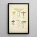 Histoire naturelle des champignons Pl15 - Guillaume Sicard — framed artwork on a wall