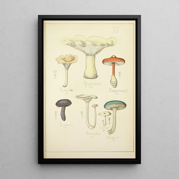 Histoire naturelle des champignons Pl15 - Guillaume Sicard — framed artwork on a wall