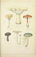 Histoire naturelle des champignons Pl15 - Guillaume Sicard — artwork view