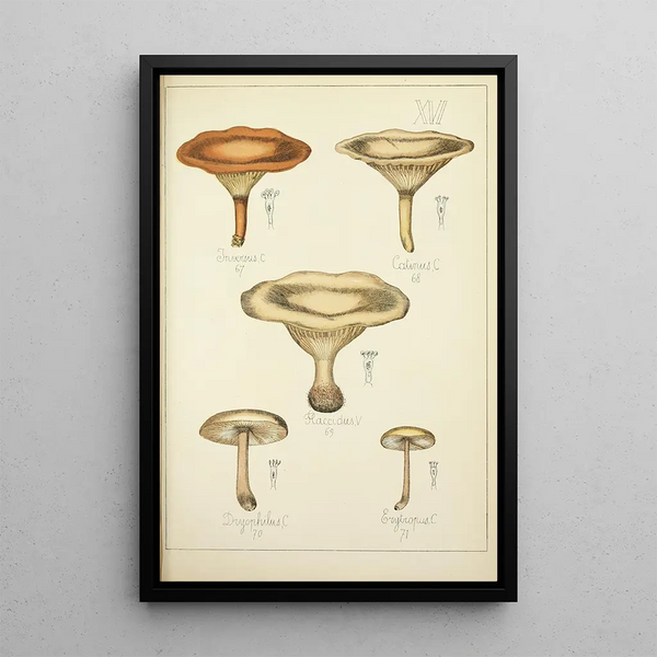Natural history of mushrooms Pl16 - Guillaume Sicard — framed artwork on a wall