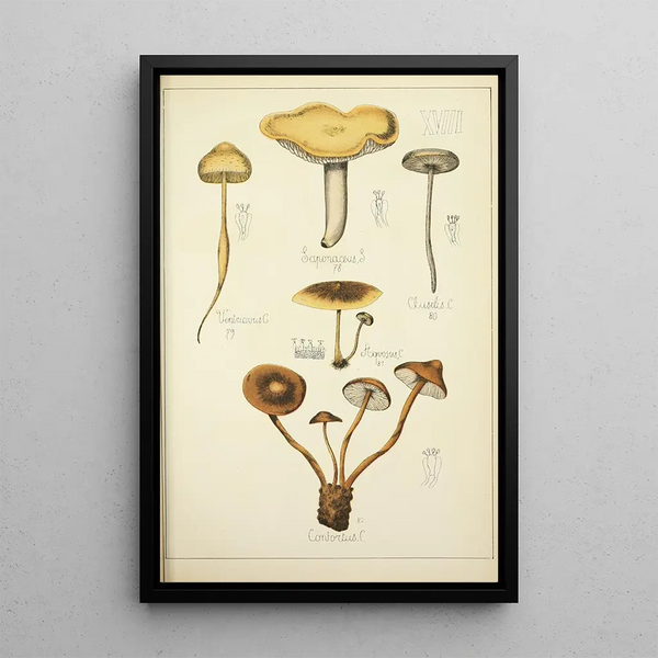 Natural History of Mushrooms Pl18 - Guillaume Sicard — framed artwork on a wall