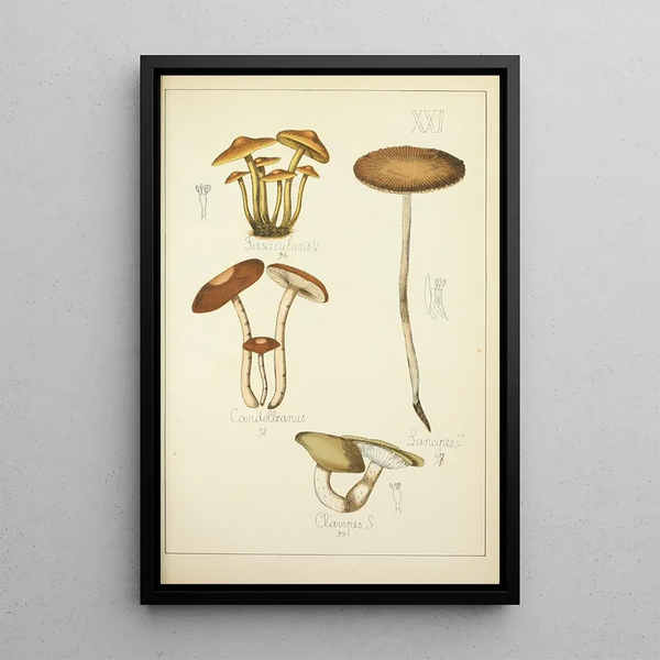 Natural History of Mushrooms Pl21 - Guillaume Sicard — framed artwork on a wall