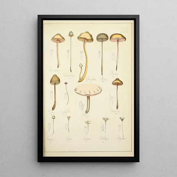 Natural history of mushrooms Pl22 - Guillaume Sicard — framed artwork on a wall